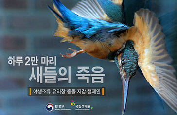 하루 2만 마리 새들의 죽음, 야생조류 유리창 충돌 저감 캠페인, 환경부, 국립생태원