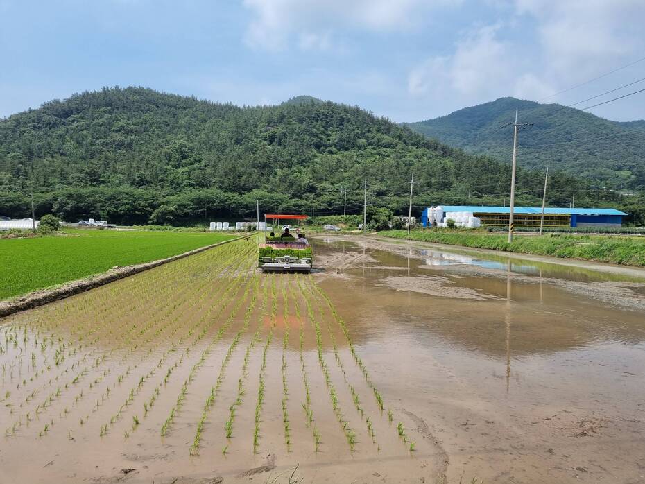 2021년 장흥군4-H연합회 공동과제포 모내기