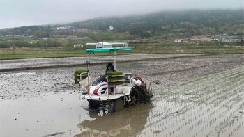 조생종 벼 모내기