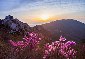 핑크빛 꽃들 너머 웅장한 산맥 뒤로 붉은 태양이 지고 있는 모습