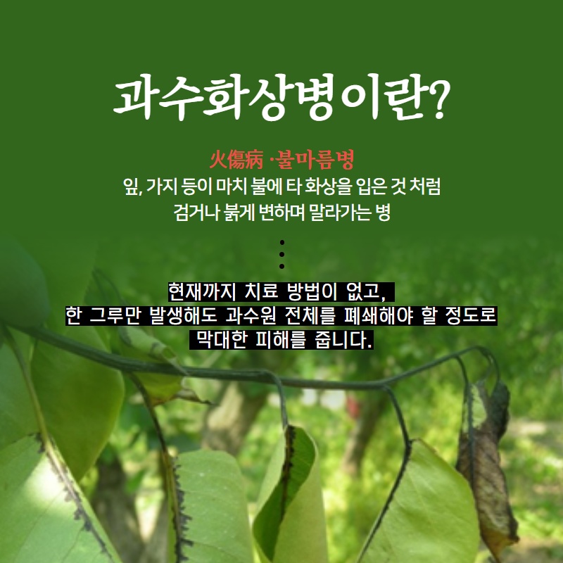 과수화상병 예방