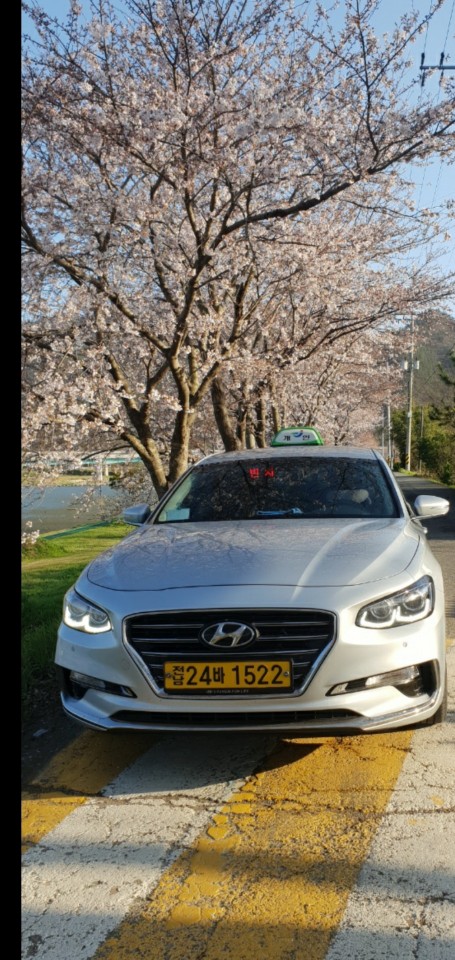 아직 만개하지 않은 벚꽃이 죽 늘어선 길가에 택시가 서 있다. 전남254바1522라고 적힌 넘버가 보이도록 택시 정면을 찍은 사진이다.